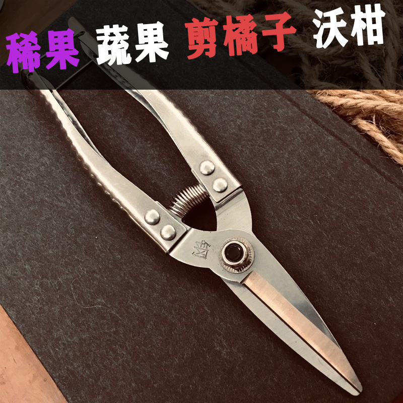 Guangxi sharp and durable fruit farmer's large fruit farm special scissors artifact scissors fruit picking scissors rare fruit scissors cut citrus citrus