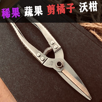 Guangxi sharp and durable fruit farmers large fruit farm special fruit cutting artifact scissors Fruit picking scissors Thin fruit scissors Cut citrus Wao citrus