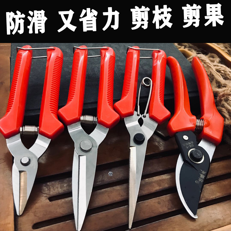 Guangxi Rare Fruit Scissors Cut Branches Knife Cut of Words Citrus Orange Berry Orange Peel Sprout Fire Dragon Fruit Fruits Fruits Fruits And Vegetables Cut fruit Cut fruit cut fruit