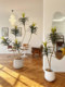 Loushujia Artificial Green Plant Agave Floor-Standing Potted Plant Large Nordic Home Indoor Decorative Plant Bonsai Ornament