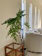 Loushujia Artificial Green Plant Monkey Head Fern Indoor Window Fake Plant Decoration Ornament Japanese Style Trendy Zen Bonsai