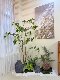 Loushujia Artificial Indoor Landscape Combination Fake Green Plants for Decorating under Stairs Micro Landscape Fake Plant Trees