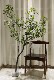 Loushujia Artificial Plant Japanese Boxwood Hanging Bell Fake Flower Potted Plant Clothing Store Indoor Nordic Decoration Green Plant