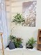 Loushujia Artificial Green Plants for Landscaping, Indoor Living Room, Window Display, under Stairs, Simulated Micro-Landscape Corner, Fake Plant Decoration