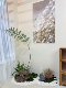 Loushujia Indoor Artificial Green Plant Landscape Combination for Living Room Decoration, Corner, under Stairs, and Next to the Sofa