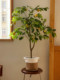 Loushujia Scandinavian Style ins Artificial Lemon Tree Green Plant Living Room Bedroom Decoration Floor-Standing Ornaments Fake Plant Potted Plant