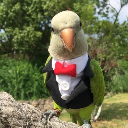 Parrot Clothing, Cockatiel Warm Clothing, Thickened Clothing, Lovebird Flight Suit, Parrot Pooper Bags, Bird Supplies