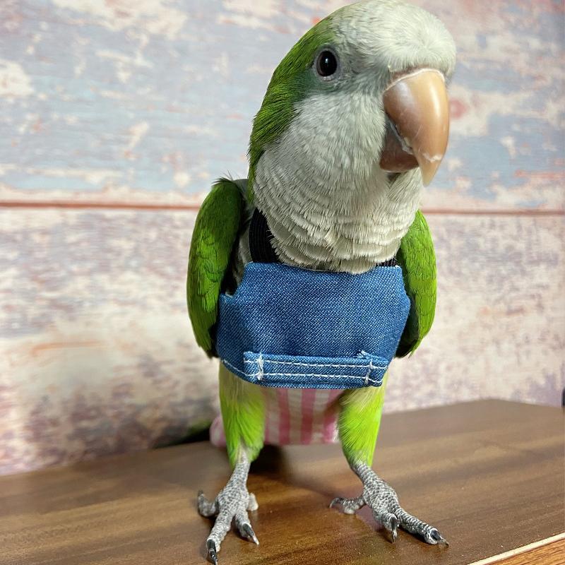 Parrot Flying Harness Leash, Ultra-Light Training and Walking Rope, Pure Cotton, Lightweight and Bite-Resistant