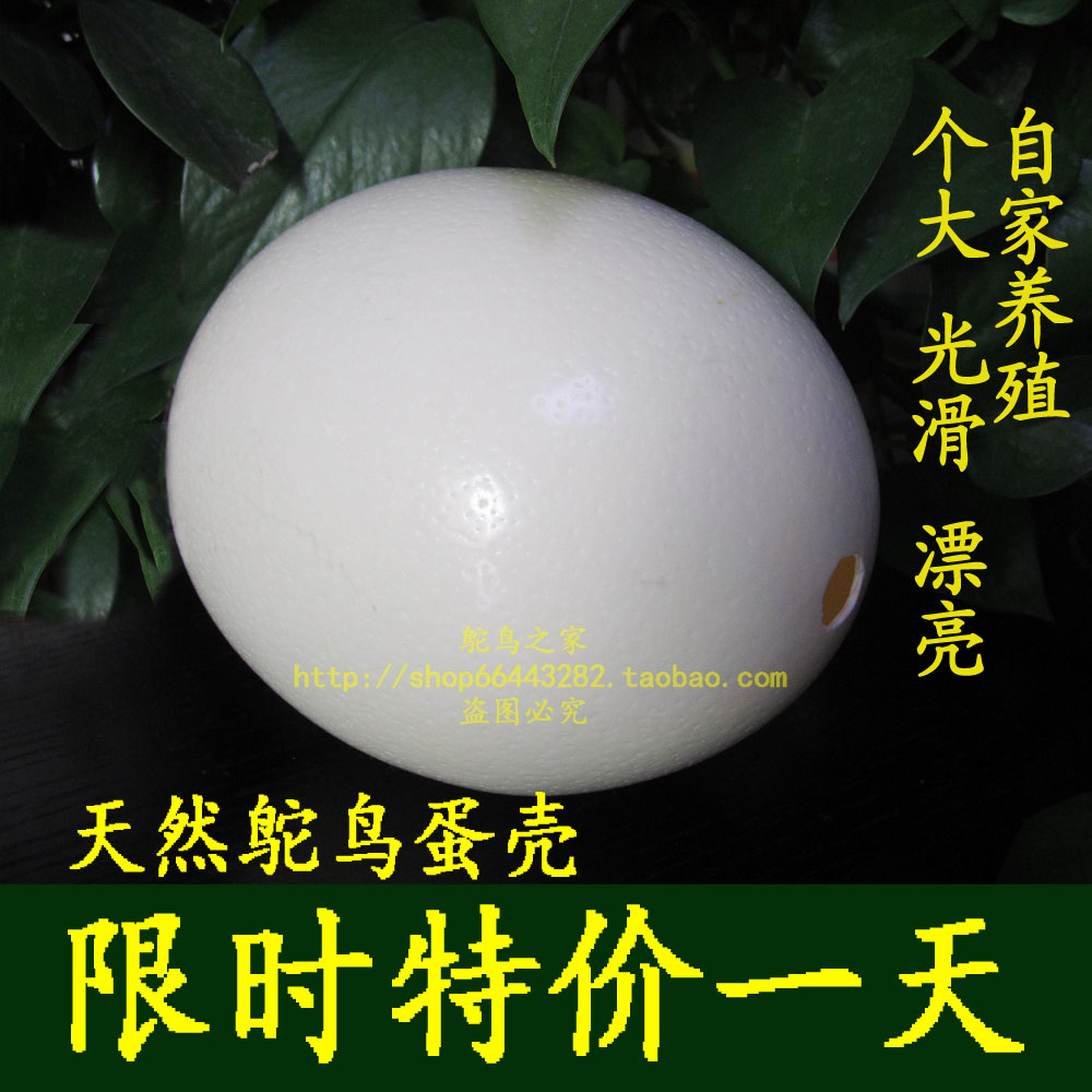 Natural Ostrich eggshell dinosaur egg birthday gift DIY carving raw materials promotion camel egg carving ornaments good