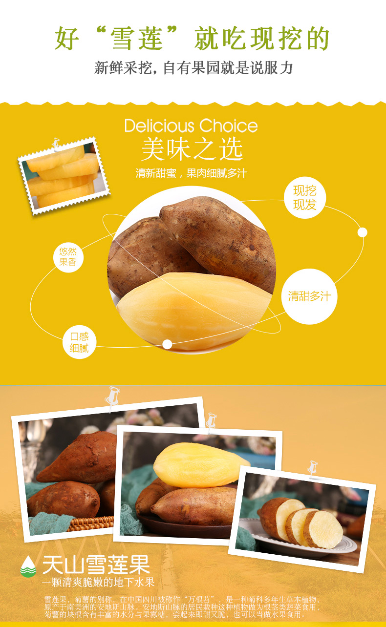 云南特产 雪莲果 10斤 新鲜现挖 图2