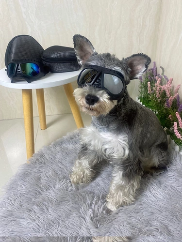 Зеркало ухода за домашними очками Скюенари Шиба Ину плюс