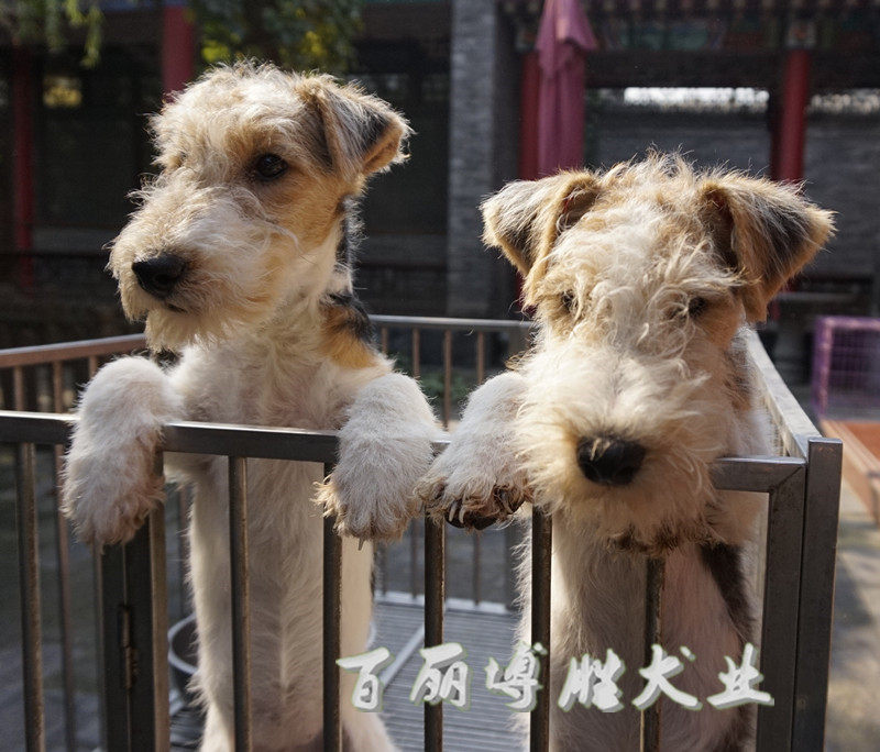 卡通逗比狗刚毛猎狐梗犬幼犬小狗活体好养不掉毛好打理聪明宠物狗 双ii价格 刚毛 活体 不掉 打理 小狗途虎网