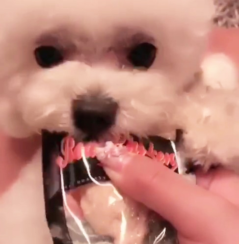 Outlet Pet Pooch snacks pure meat Boiled Chicken Breast Meat Fresh Chicken Small Dog Teddy