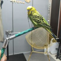 Parrot hand-held standing bar standing bar for training birds tiger skin peony cockatiel walking bird various small bird standing bar