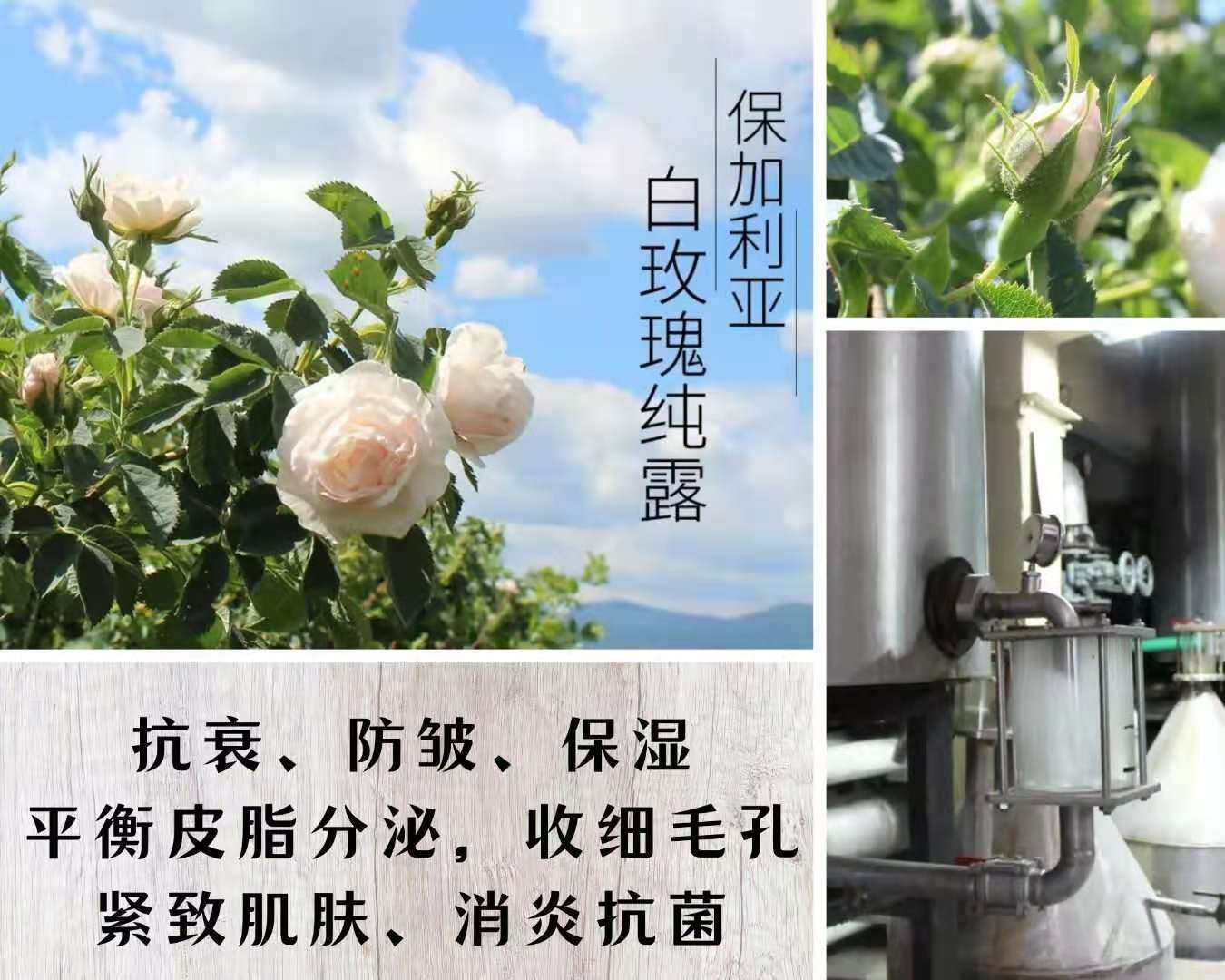 Bulgaria introduced domestic white rose pure dew for 40 yuan a pound of one to one flower distillation