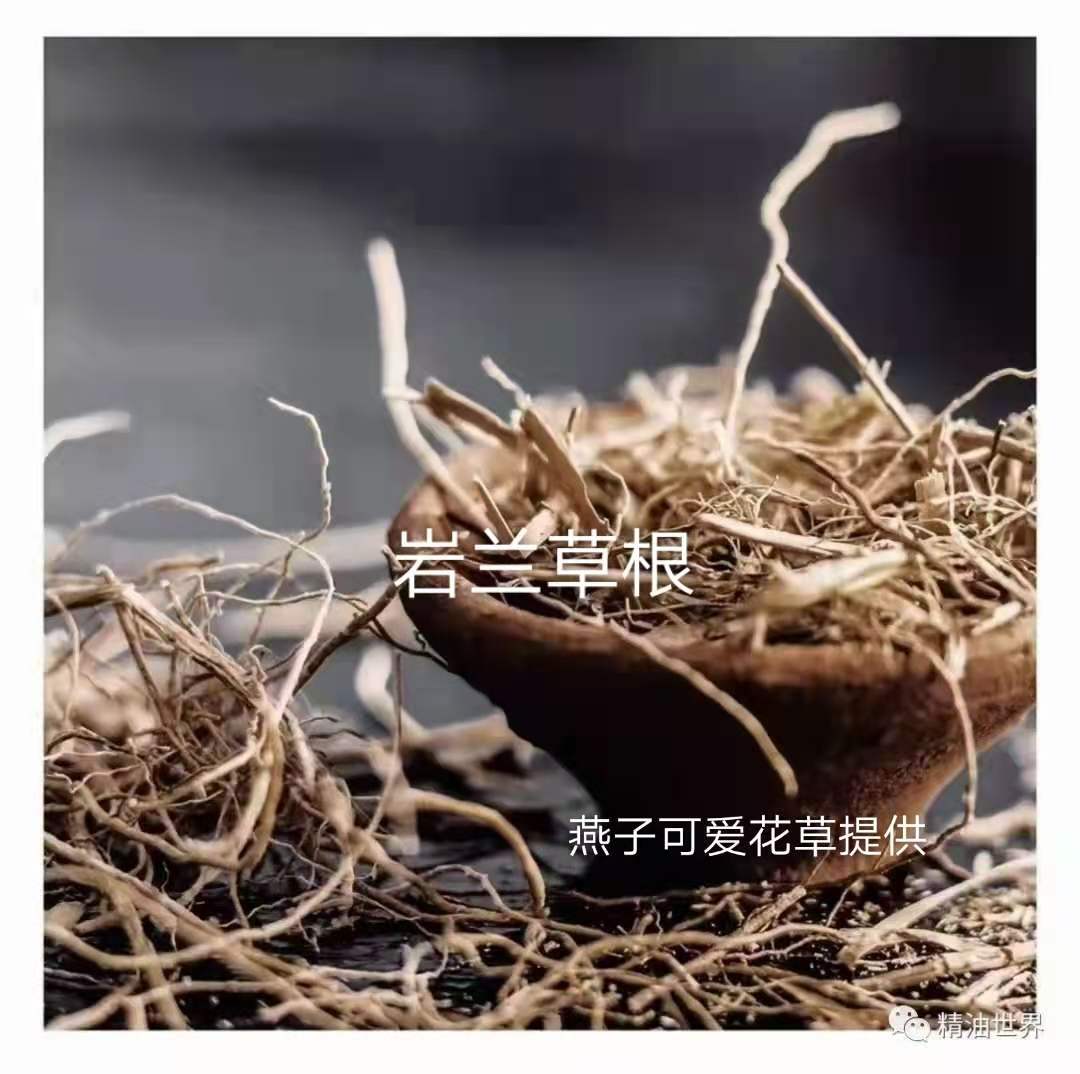 Rock Orchid Grass Rock Orchid Grass Root Dry Rock Orchid Grass Sun-dried Rock Orchid Grass 100g Orchid Grass Pure Dew Essential Oil