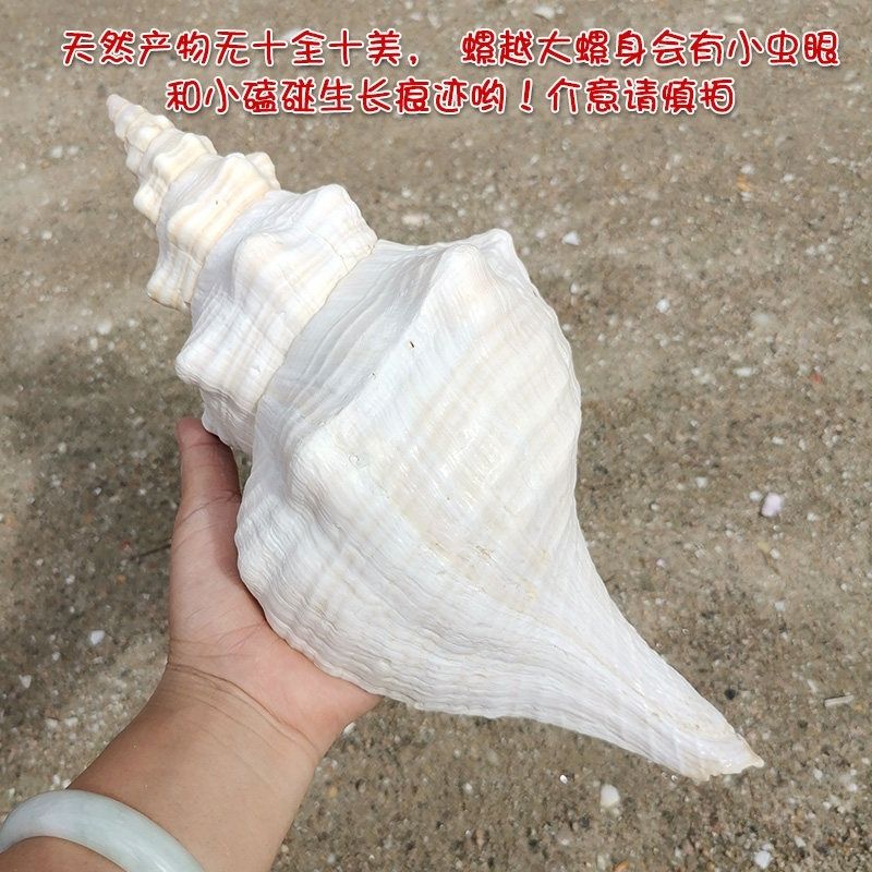 Natural Conch Shell, King Conch, Extra-Large Conch Shell, Starfish, Coral, and Shell Can Be Cut and Blown Natural Conch Shell, King Conch, Extra-Large Conch Shell, Starfish, Coral, and Shell Can Be Cut and Blown