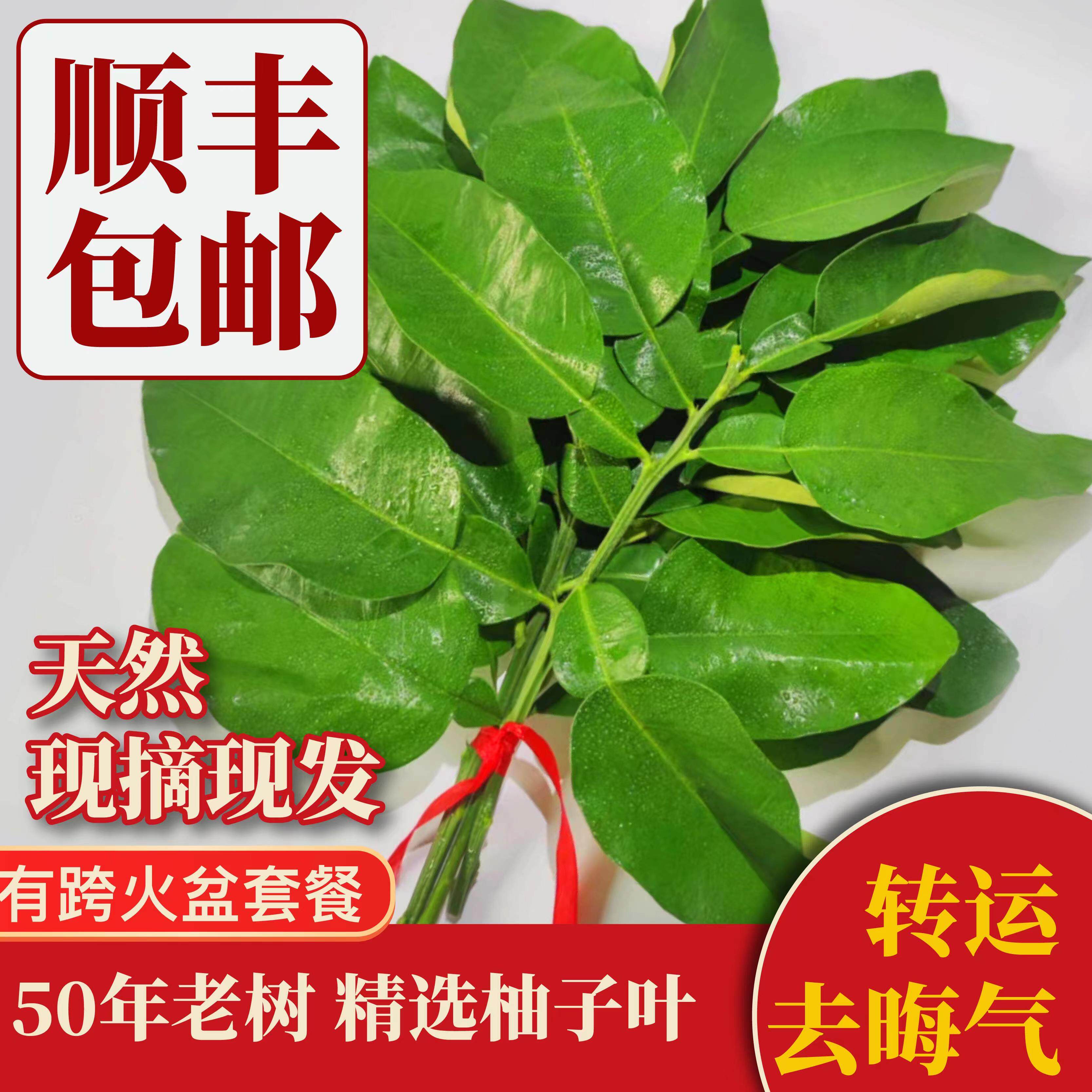 新鲜柚子叶真的能去晦气吗?深度揭秘碌柚叶的功效与使用方法🧐--淘宝好物网