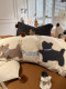 Cartoon Cute Puppy Patchwork Embroidery All-Cotton Washed Cotton Four-Piece Set with Pom-Pom Duvet Cover, Bed Sheet, Apartment Bedding Set Three