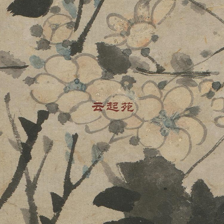 Clear Plum Blossom Photos Z Two HD Electronic pictures 146M Decorative Propaganda Material