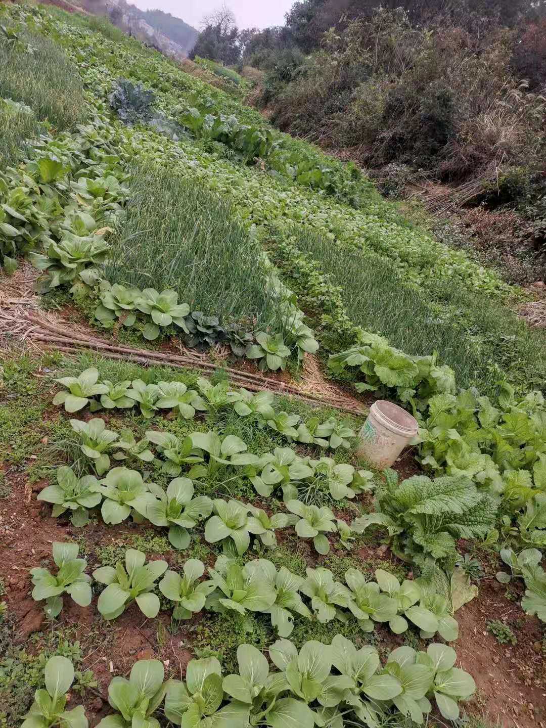 No dish Jiangxi Gaoan farmhouse Self-planted open-air vegetable carrapery head foreign ginger garlic celery advertised only