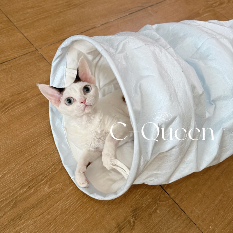 C-Queen Neebble Tunnel Cat Toy Dupont Paper Enrichment Large Size Foldable Pet Bed