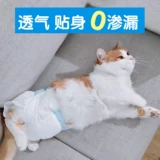 Кошка моча не влажная и носит небольшую физиологическую безопасность, гигиенические контрацептивы мужчин, подгузники материнской кошки