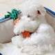 Dog toy molar bite resistance rope knot braided tug-of-war dog bite pull puppy dog ​​carrot toy pet