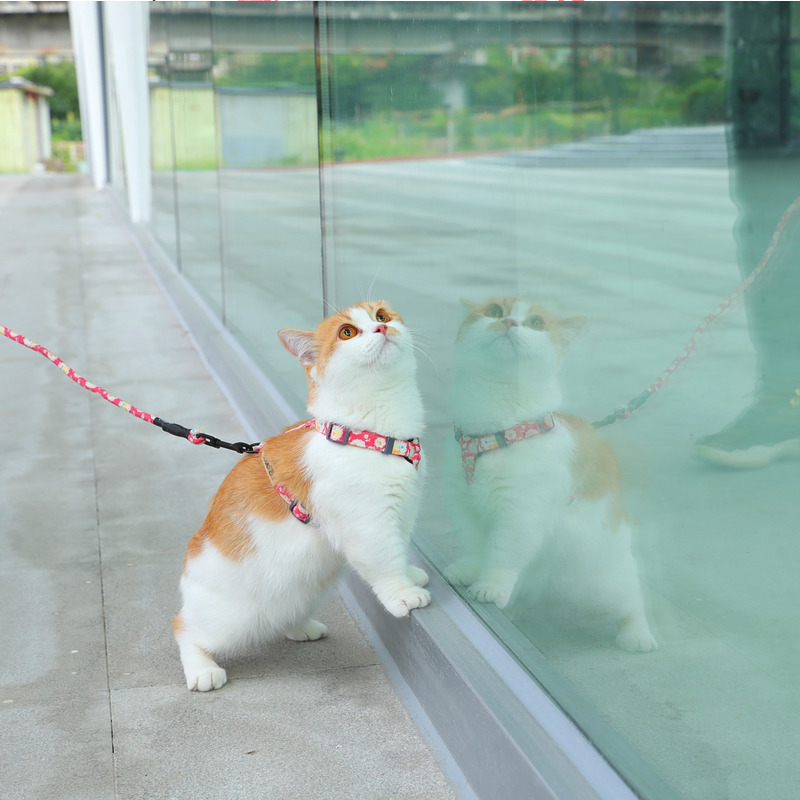 Kitty Traction Rope Walking cat Divine Instrumental Anti-Escape Walking Dog Rope for Cat Rope Cuddling Chains Son bag Chain Cat Cat Vest Style Exclusive