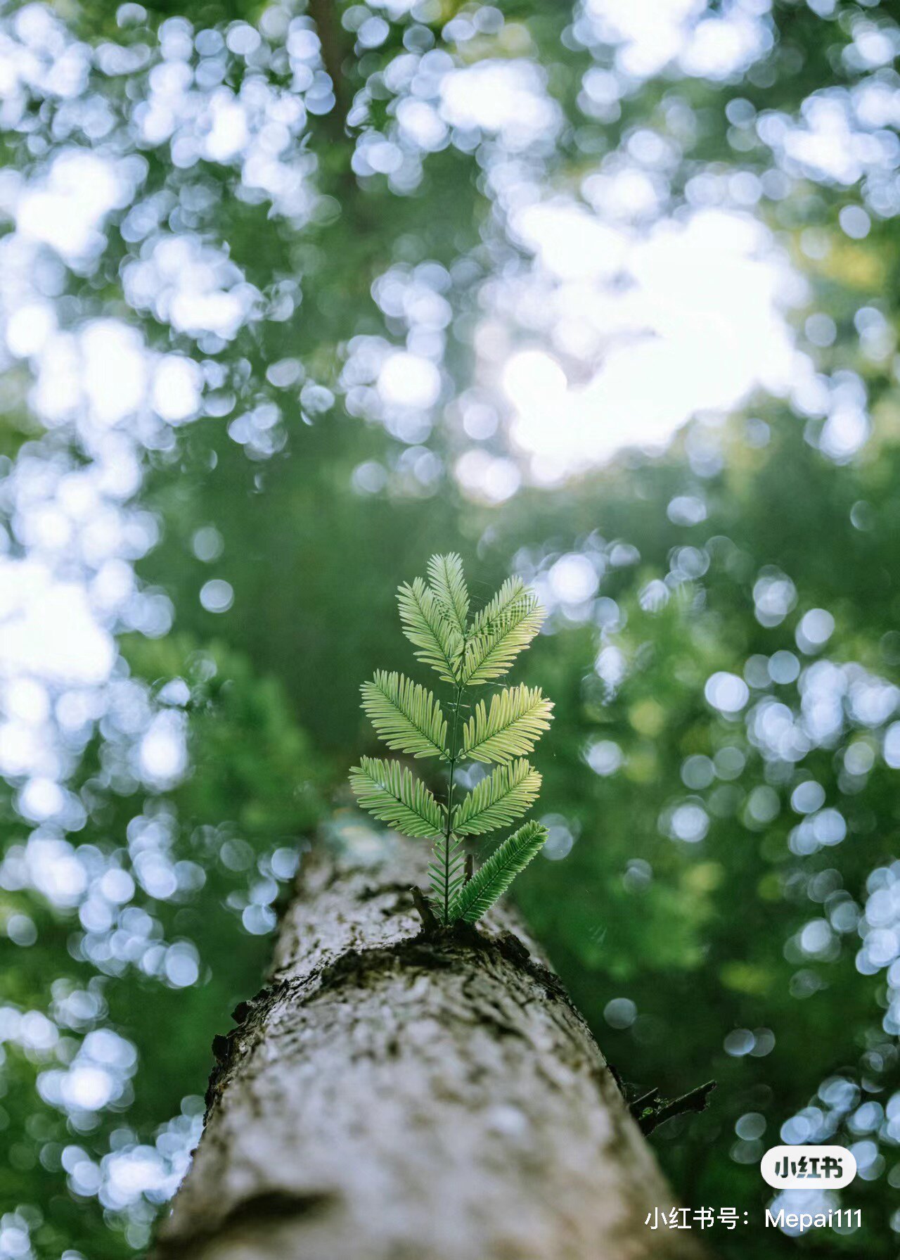 花千树下