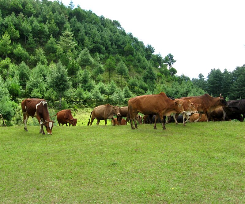 Inner Mongolia Prairie cattle and sheep Forest forest landscape shooting video segment anchor background cloth spring 3D three-dimensional