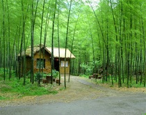 Shake fast hand anchor live shoot joke video background cloth Bamboo Forest Road scenery spring flowers and plants 3D stereo photo