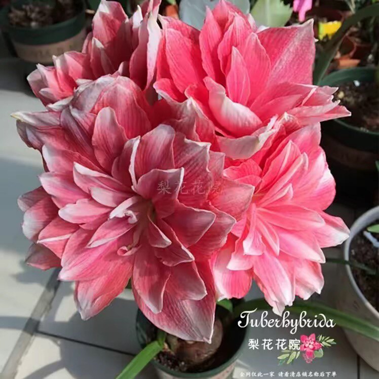梨花花院