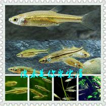 New beautiful group swimming cold water ornamental fish cold water fish golden line fine crucian carp small ornamental fish cold water fish