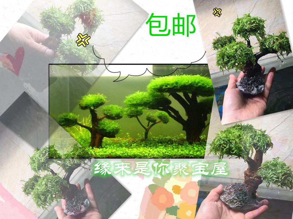The landscaping of the fish tank and the grass tank will immediately become a Moss tree, and the value of Moss will be weeping