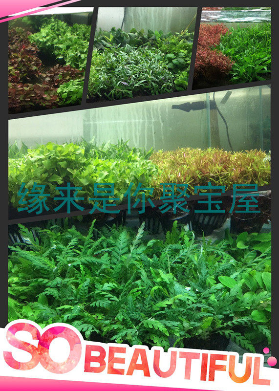 Fish tank quick into view water Grass front middle rear made landscape waterweed lump grass heatgrass