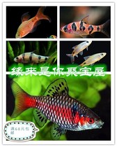 Small and medium-sized ornamental fish crucian carp beautiful crucian diamond rainbow crucian donuts crucian crucian