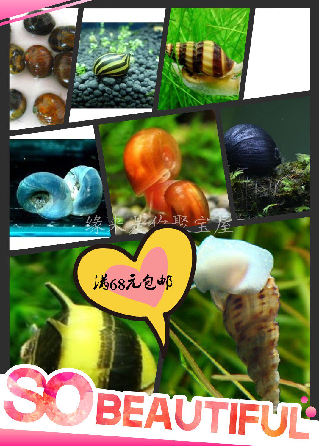 Fish tank Beautiful ornamental snail grass cylinder Algae removal snail Activated bottom bed snail tool snail Small shell