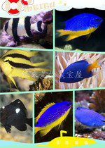 Seawater ornamental fish Seawater Sea Sea Sea Fish Blue Demon Three White 1