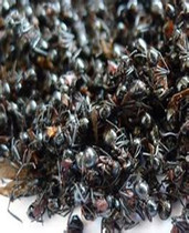 Long White Mountain Black Ant Red Ant Pink Proposed Black Multi-Spurs The whole Ant Price