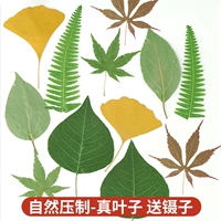 Типы коллекции листьев выпускаются в соответствии с сезоном [смешанные 12 штук + отправить пинцет]]