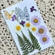 Цветок бабочки № 2 сухой сумка для цветов 15 кусочков