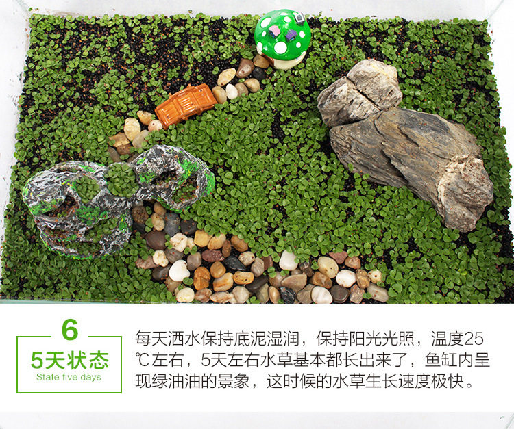 Семена водяной волны_13