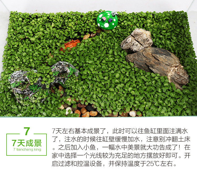 Семена водяной волны_14