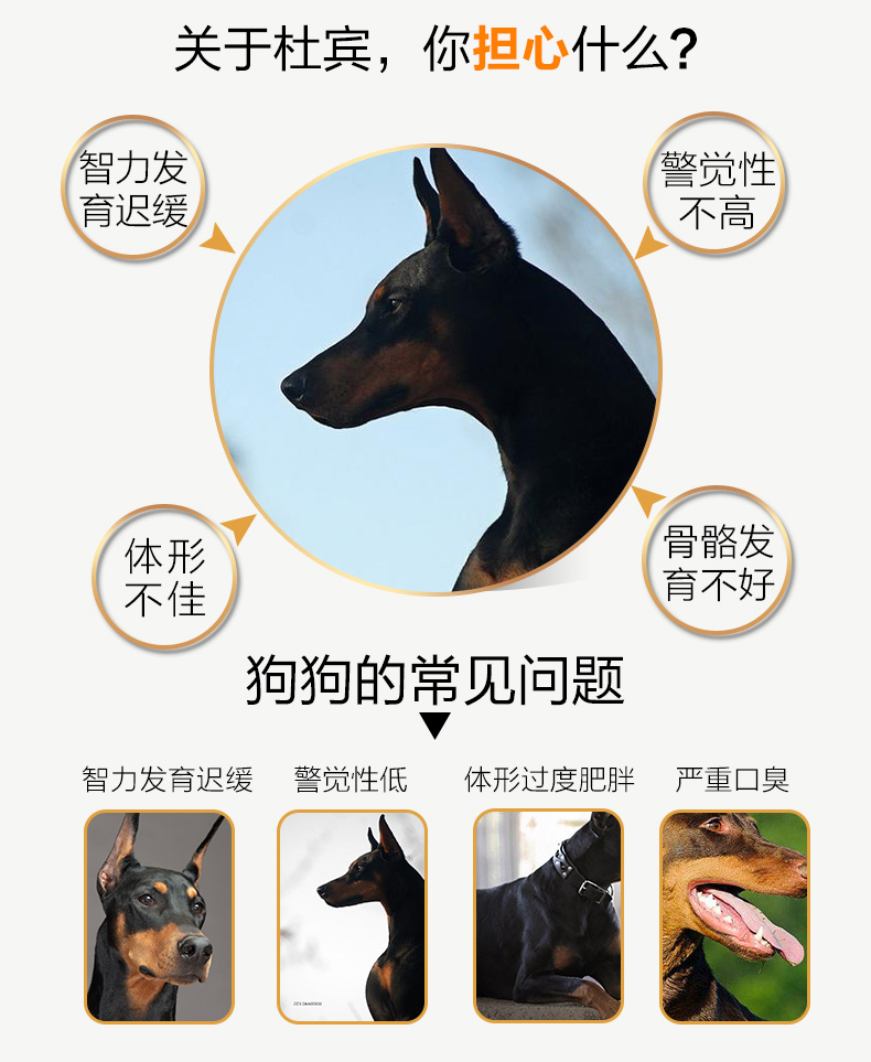 Thức ăn cho chó Doberman Thức ăn cho chó Doberman 10kg cho chó, chó lớn, chó làm việc, thức ăn cho chó nói chung - Chó Staples thức ăn cho chó poodle