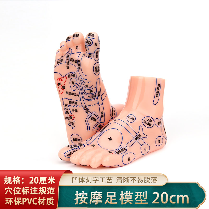 足部穴位模型高清足底穴位反射区按摩器足疗点穴棒脚推拿保健养生