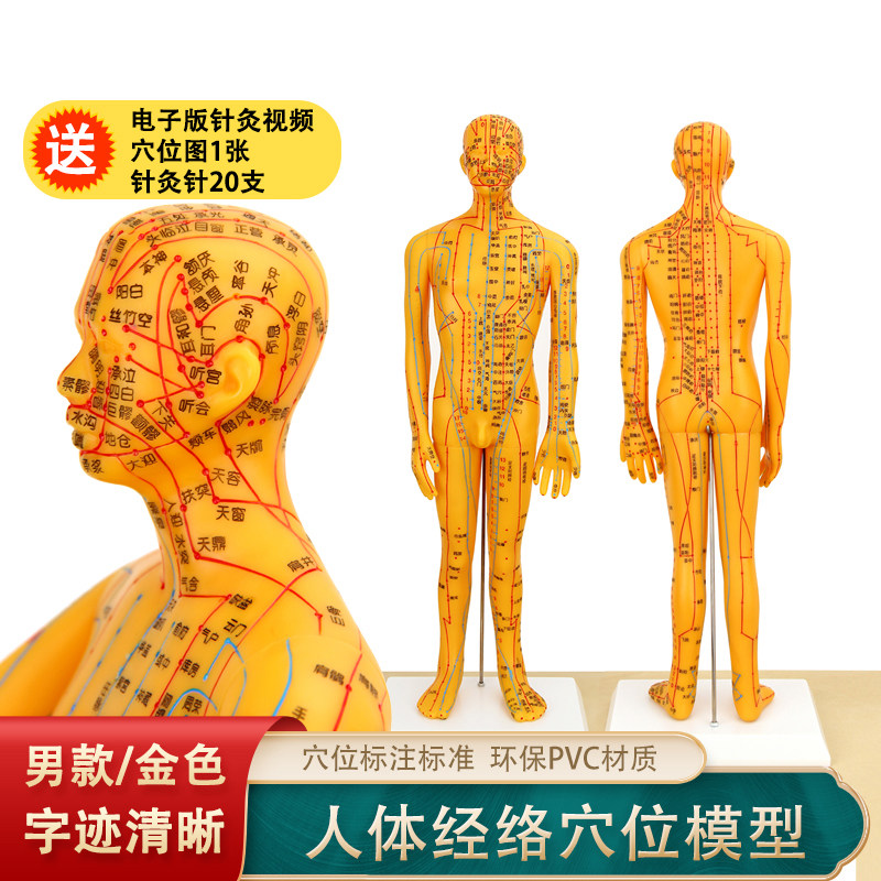 铜色男模型刻字人体模型穴位模型男人模型经络穴位模型送穴位图