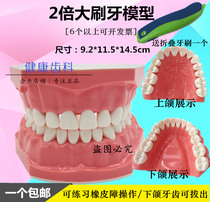 2 times oral teaching with toothbrush Toddler Toddler Tooth model Standard dentition mandibular teeth can be pulled