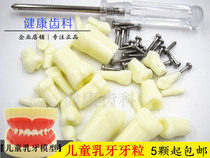 Dental oral deciduous teeth model deciduous teeth grain childrens teeth preparation resin tooth grain practice preparation tooth loose tooth grain