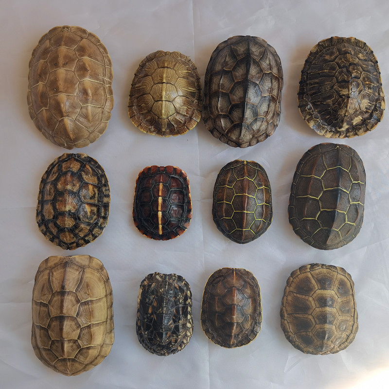 Oem Processing Turtle Shell Specimen Dead Turtle Processing Turtle Shell Fairy Death Turtle Leaving Turtle Shell Ornament Pendant Commemoration